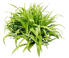 绿色麦苗png元素
