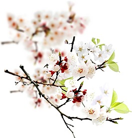 粉色花朵装饰png元素