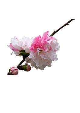 春季桃花花蕾png元素