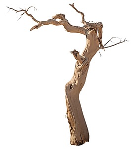 黄色枯树png元素