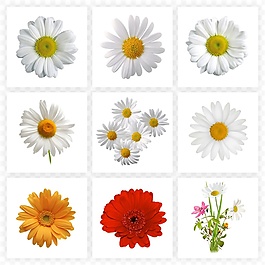 清新菊花图案装饰PNG合集