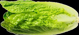 一颗生菜png透明素材