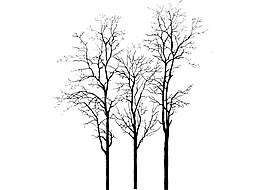 黑色干枯树木png元素