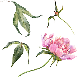 清新水彩绘花卉插画