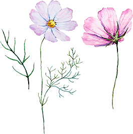 清新水彩绘格桑花插画