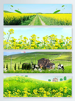 油菜花景色图片 油菜花景色素材 油菜花景色模板免费下载 六图网