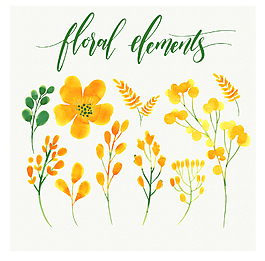 水彩绘黄色的花卉插画