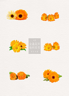 金盏花花群主题元素