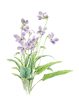 小清新紫色手绘花插画