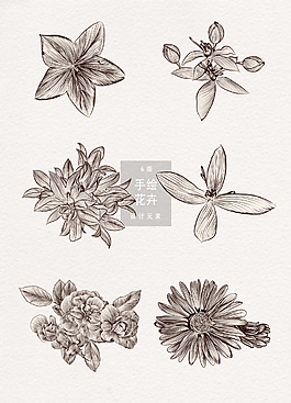 手绘花卉花朵素描插画