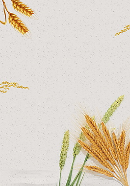 二十四节气小满简约稻穗背景素材