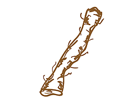 手绘特产山药矢量图