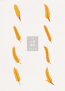 小麦设计元素
