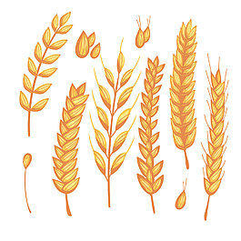 6款饱满小麦合集插画设计