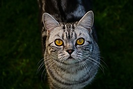 猫咪急促的喘息声