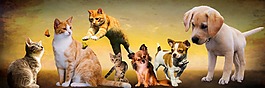 狗吠猫叫声