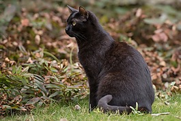 会说话的汤姆猫音效