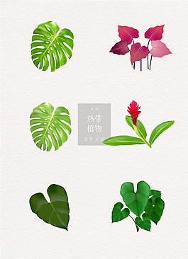 热带植物ai矢量绿叶花朵元素