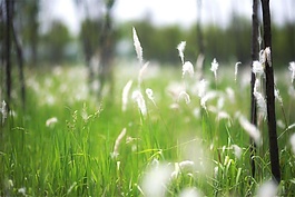 风与草合唱音效素材