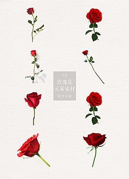 精致的玫瑰花元素素材
