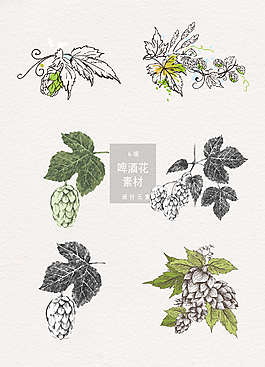 手绘啤酒花