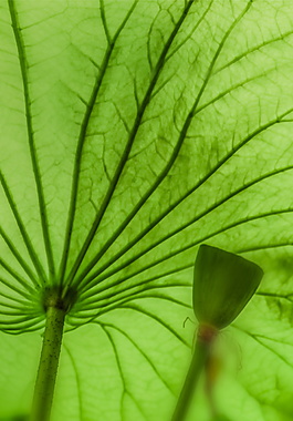 绿色植物夏季背景设计