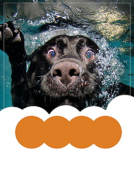 潜水中的宠物公益广告背景素材