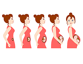 扁平化女人十月怀胎肚子的变化