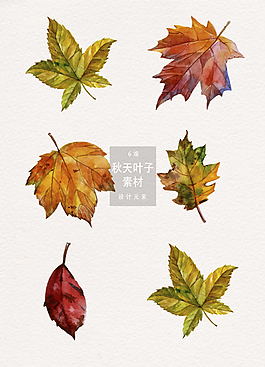 秋天枫叶叶子设计