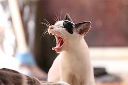猫吼叫声音效素材