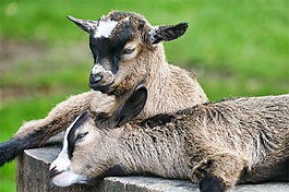 羊群在叫音效素材羊叫声音效素材羊咩咩羊羊素材山羊可爱的咩咩叫声