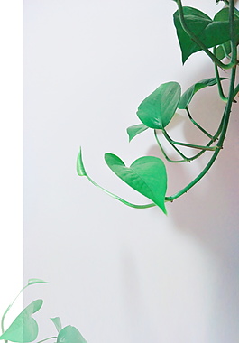 剪影绿色盆栽一角夏季广告背景素材