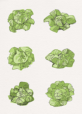 6款彩绘绿色卷心菜蔬菜素材