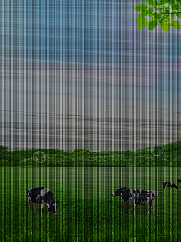 蓝天白云风景绿色草地草原牧场奶牛背景素材