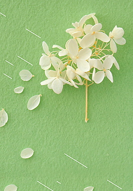 淡雅白色花朵绿色背景