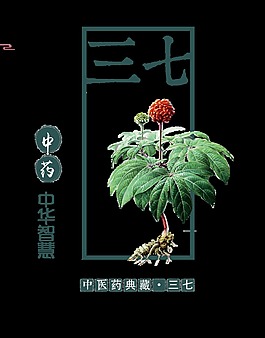 中药三七花图片