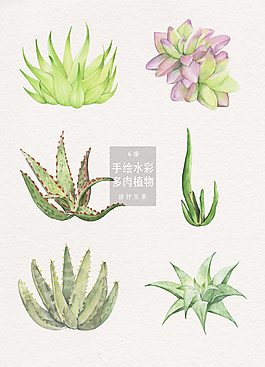 手绘水彩多肉植物元素