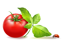 西红柿高清图矢量素材