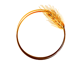 金色成熟小麦圆形装饰矢量图