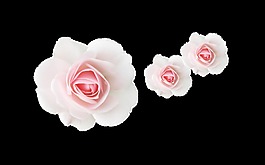 粉色唯美玫瑰花装饰素材