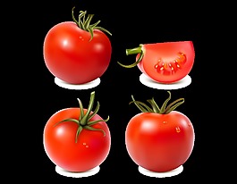 新鲜有机蔬菜番茄矢量图