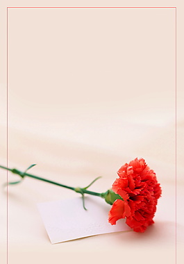 康乃馨花朵教师节海报背景素材