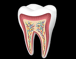 矢量白色牙齿元素