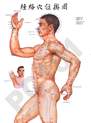 针灸推拿经络穴位侧面图
