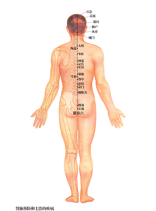 针灸推拿人体督脉穴位