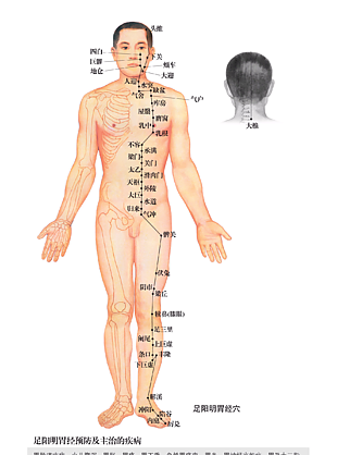 针灸推拿足阳明胃经穴位图
