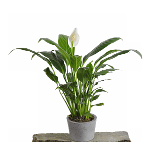 植物免扣元素PNG