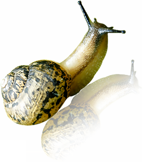 蜗牛