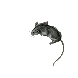 老鼠
