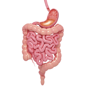 胃肠道器官